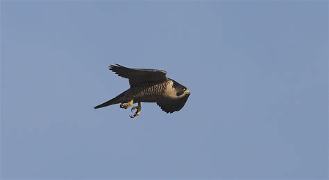 Peregrine Falcontalons Ready Flamborough Alanj Walkington