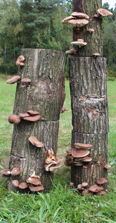 Shiitake Bio Impfstäbchen Pilzbrut 12 99