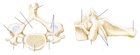 Diagram Of Typical Cervical Vertebrae