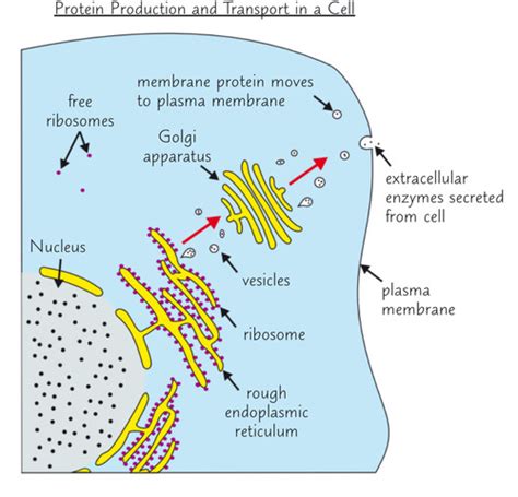 Organelles Working Together Flashcards Quizlet