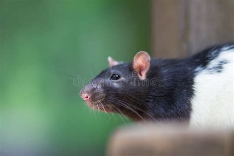 Rato Preto De Esgoto - Rato De Esgoto Preto E Branco Fora Foto de Stock - Imagem de comum ...