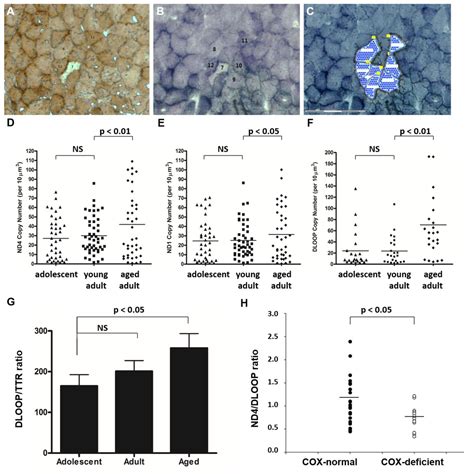 Naked Mole Rats Maintain Healthy Skeletal Muscle And Complex IV Mitochondrial Enzyme Function