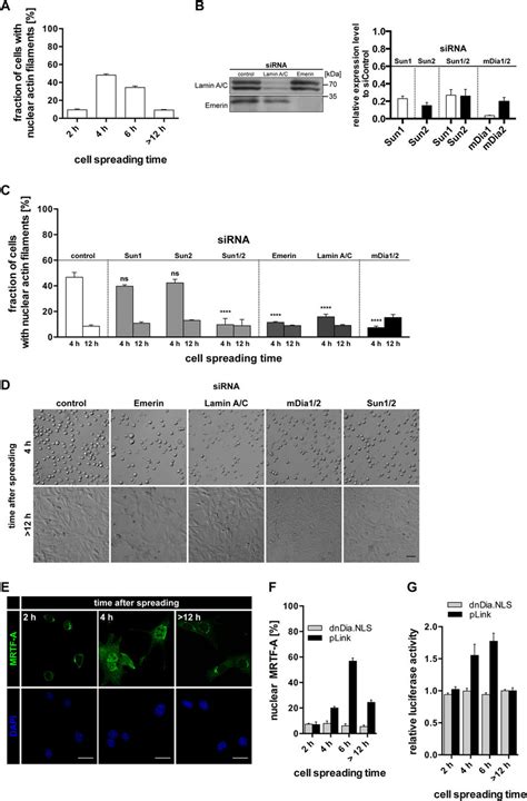 A Quantification Of NAC Probed Nuclear F Actin Formation In NIH3T3