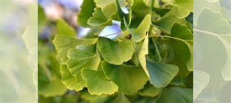 Саженцы гинко билоба купить в Краснодаре | Товары для дома и дачи | Авито