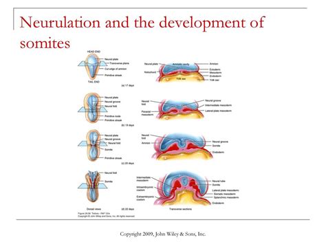 Chapter 29 Development And Inheritance Ppt Download