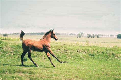 What Is The Difference Between Breed And Species? (Explained) – All The ...