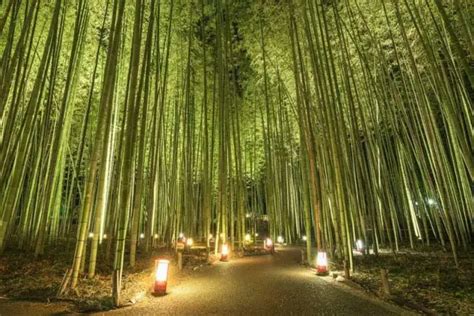 Las mejores iluminaciones y luces de Navidad en Japón