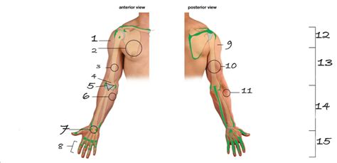 Surface Anatomy Of The Upper Limb Diagram Quizlet