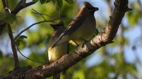 Cedar Waxwings Passing Berry Back And Forth Youtube