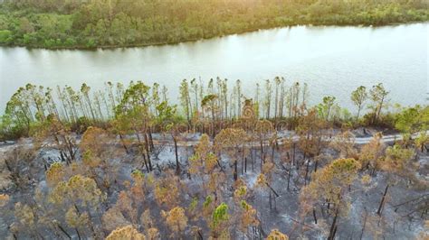 Charred Dead Vegetation Burnt Down After Wildfire Destroyed Florida