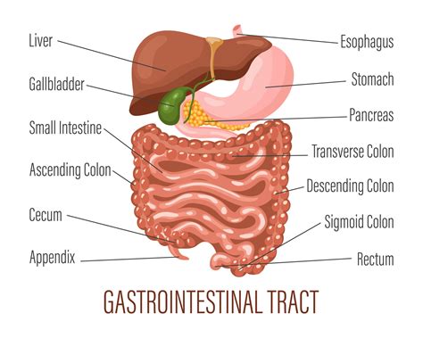 Gastrointestinal Trato Humano Digestivo Sistema Anatomia Infogr Fico