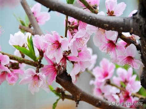 你知道各種果樹開花都是什麼樣子？真是滿園春色呀！ 每日頭條