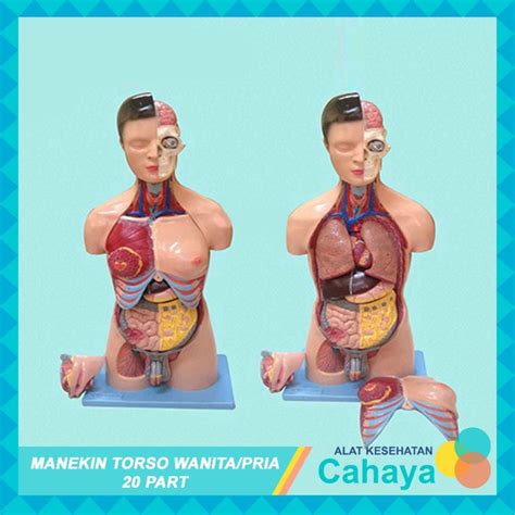 Jual Manikin Torso Pria Wanita Part Manekin Phantom Alat Peraga