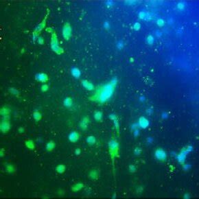 Protein Expression After Days Postseeding With Cell Nuclei Stained