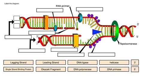 Simple Dna Drawing Labeled Prokaryotic Dna Replication Enzymes Steps And Significance