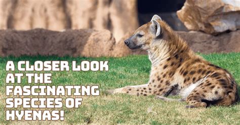 Interesting Facts About White-Tailed Deer | Updated In 2025