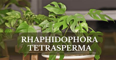 Rhaphidophora Tetrasperma Care Growing Tips Indoor Plant Care Guides