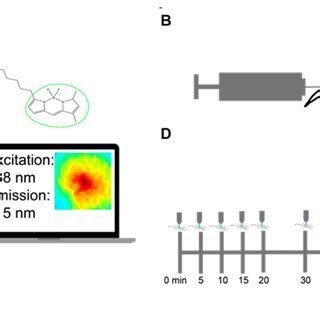 Methods For Imaging Palmitate Uptake Through Bodipy Fl C In Mammary