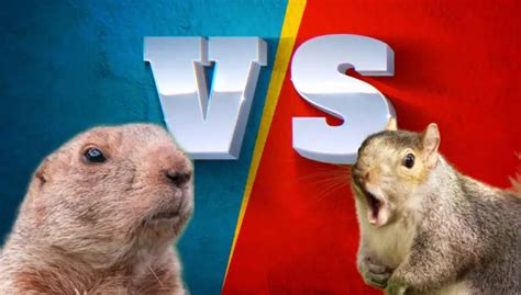 Gopher Vs Groundhog Top 10 Differences Gopher Nuts