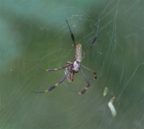 Golden Silk Spider From Av Afonso De Sampaio E Sousa Itaquera