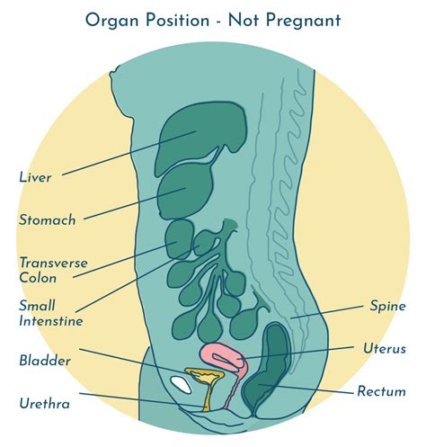 UTI During Pregnancy - Safety, Treatment and Prevention Tips