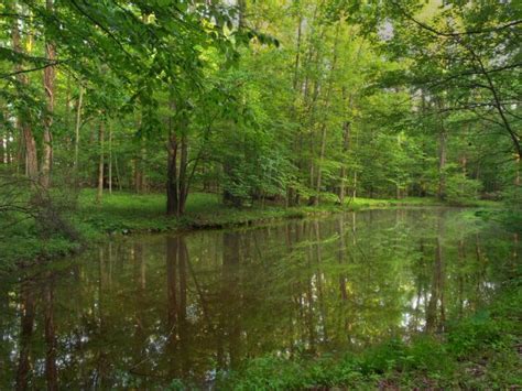 Free Images Tree Nature Swamp Wilderness Branch Sunlight Leaf