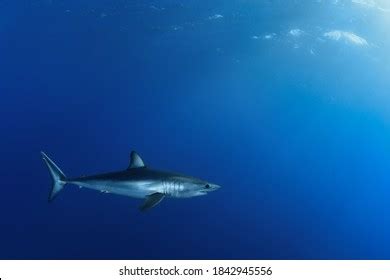 Shortfin Mako Shark Royalty Free Images Stock Photos Pictures