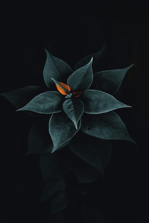 734 Wallpaper Hd Black Flower Pics - MyWeb