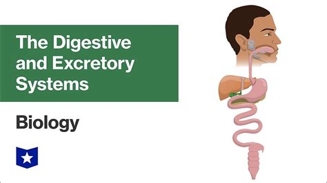 The Digestive And Excretory Systems Biology Youtube