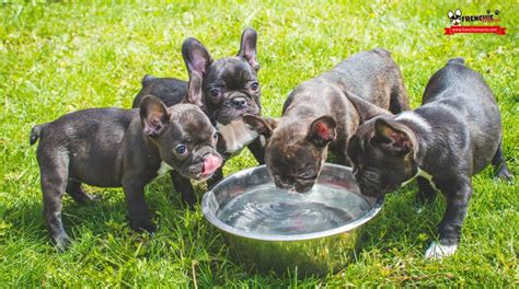 Cuanto Debe Comer Un Bulldog Ingles De 9 Semanas