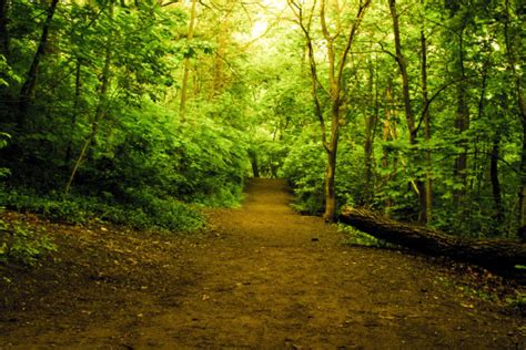 Free Images Tree Nature Forest Path Grass Track Trail Sunlight