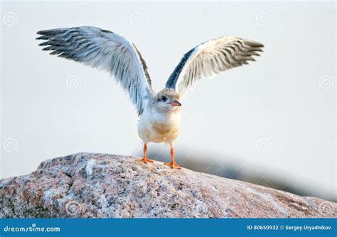 Baby Bird Of Common Tern The Common Tern Sterna Hirundo Is A Seabird