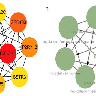 The Hub Genes A Protein Protein Interaction Network Consisting Of 10