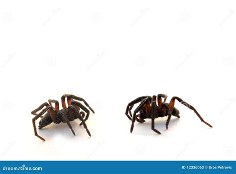 Two Spiders Stock Photo Cartoondealer