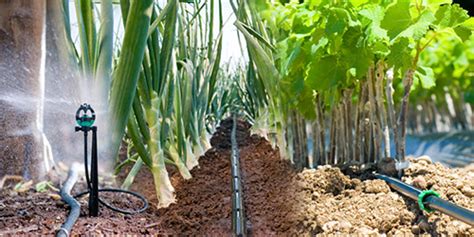 Subsurface Drip Irrigation By Grekkon Call 254 715 157 132 43 OFF