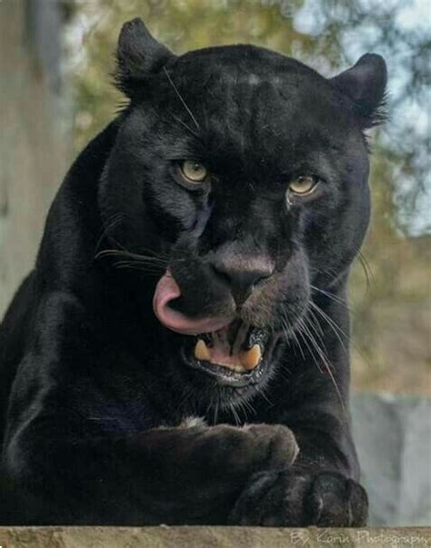 Black Panther Cleaning Up These Big Cats Are The Melanistic Color