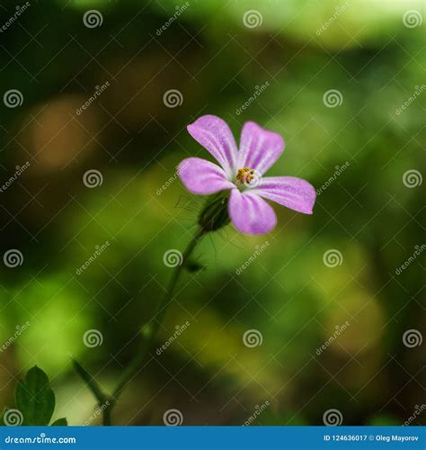 five spot flower 1