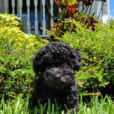 Lola Black Maltipoo Puppy Female Micheles Puppies And Paws