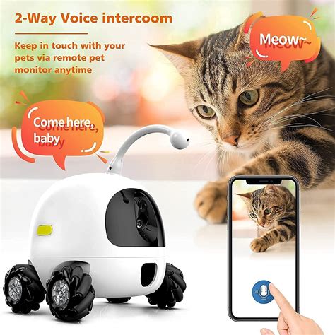 The 9 Best Pet Cameras to Monitor Your Pet's Behavior