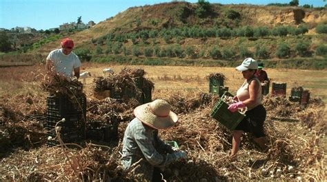 Las Exportaciones De Frutas Y Hortalizas De C Rdoba Caen M S De Un