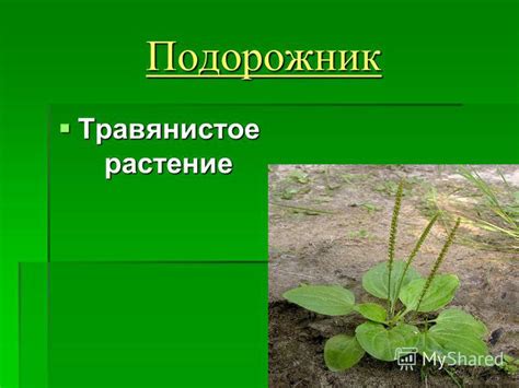 Презентация на тему: "Презентация к уроку по окружающему миру (2 класс ...
