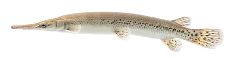 Shortnose Gar Lepisosteus Platostomus Shortnose Gar Are Flickr