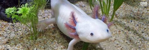 Axolotl Names For Pairs Or Groups Ideas For Multiple Pets