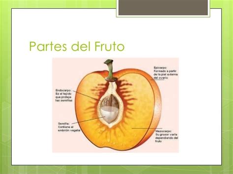 Aprende Todo Sobre Las Partes Del Fruto Y Sus Funciones Nbkomputer