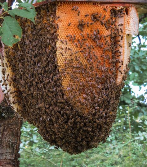 What happens when there is no more room in a beehive? - About Wild Animals 