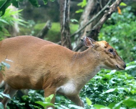 southern red muntjac deer