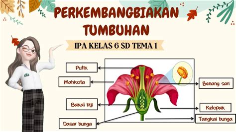 Perkembangbiakan Tumbuhan Ipa Kelas 6 Sd Tema 1 Youtube