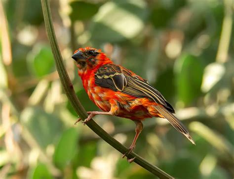 Red Fody: Unveil the Mysteries of This Colorful Bird - The Worlds ...