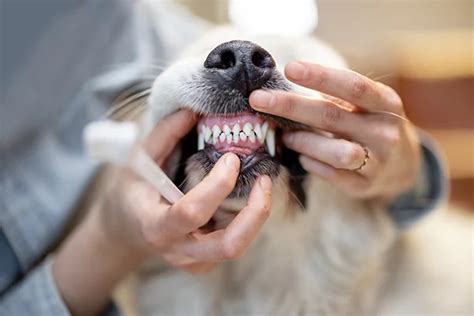 Why Is Dog Teeth Cleaning Important For Your Pets Overall Health