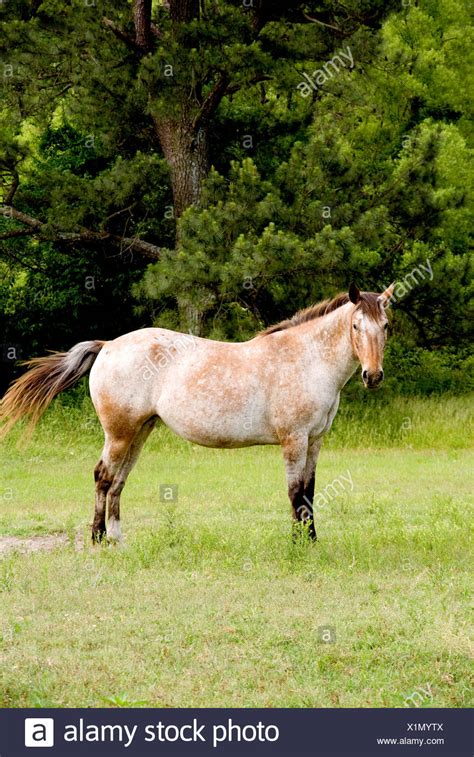 Old Horse Old Nag High Resolution Stock Photography And Images Alamy